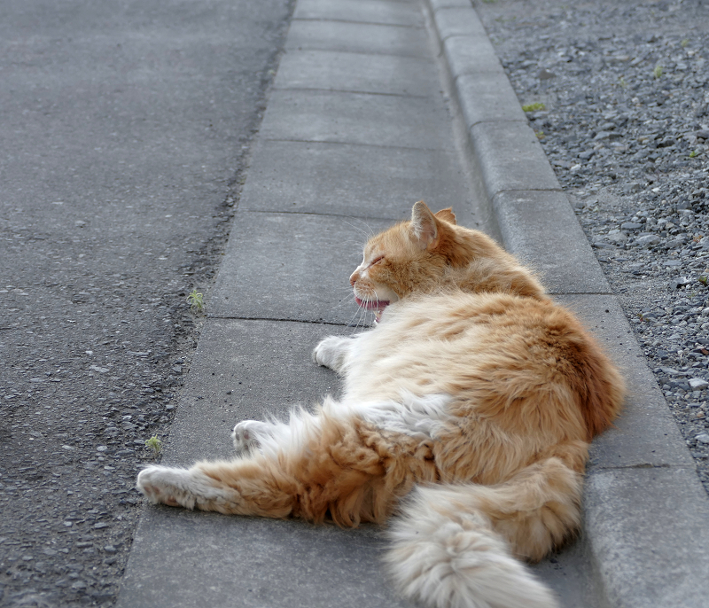 縁石で横になってる毛長の茶白猫1