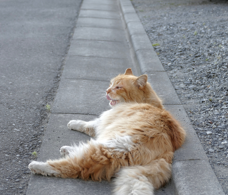 縁石で横になってる毛長の茶白猫2