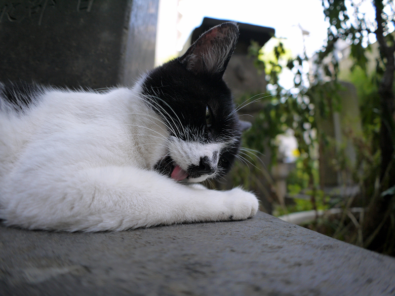 石碑で毛づくろいする白黒猫2