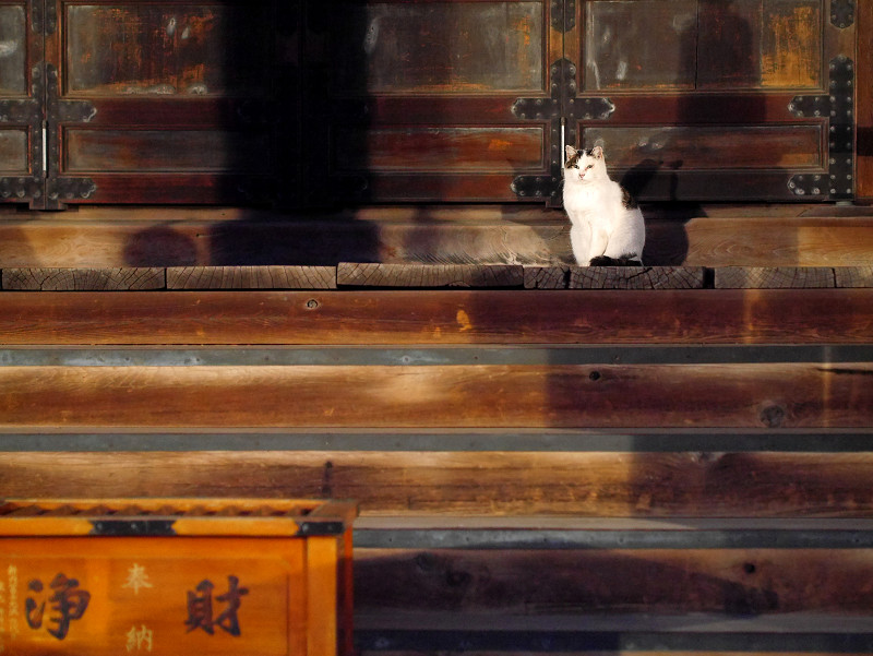 お堂階段の白キジ猫1